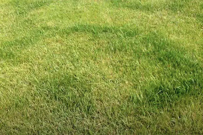 green lawn with rings of darkened green grass caused by fairy ring disease