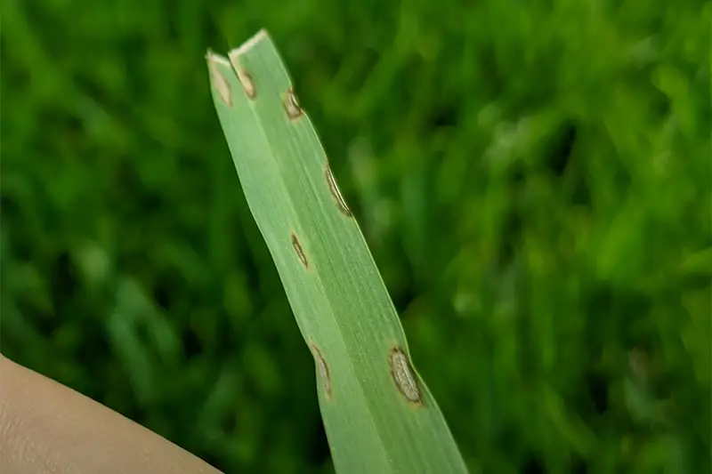 green blade of grass with small grey lesions