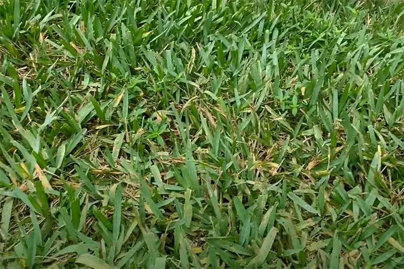 green grass with discolored blades