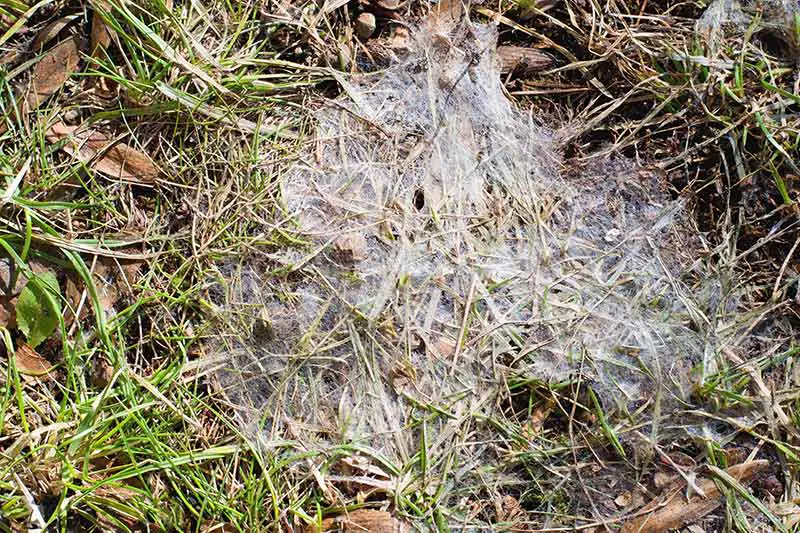 fluffy gray mold spores on lawn caused by gray snow mold