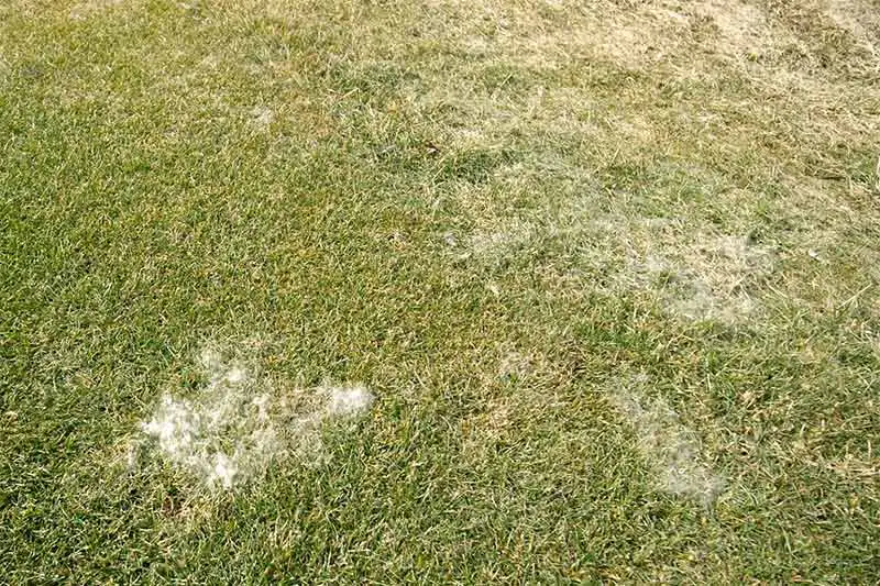patches of fluffy white mold spores on lawn