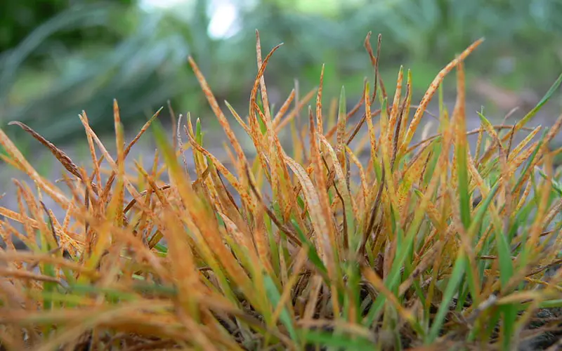 an area of grass that has been largely affected by lawn rust