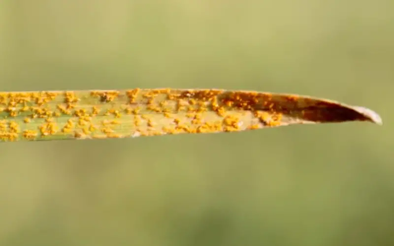 green blade of grass with bright orange mold growth caused by lawn rust disease