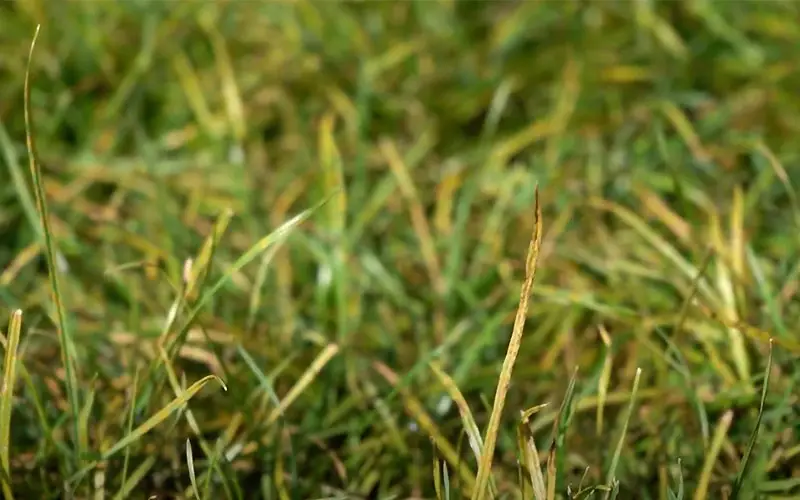 close up of grass that has been affected by lawn rust