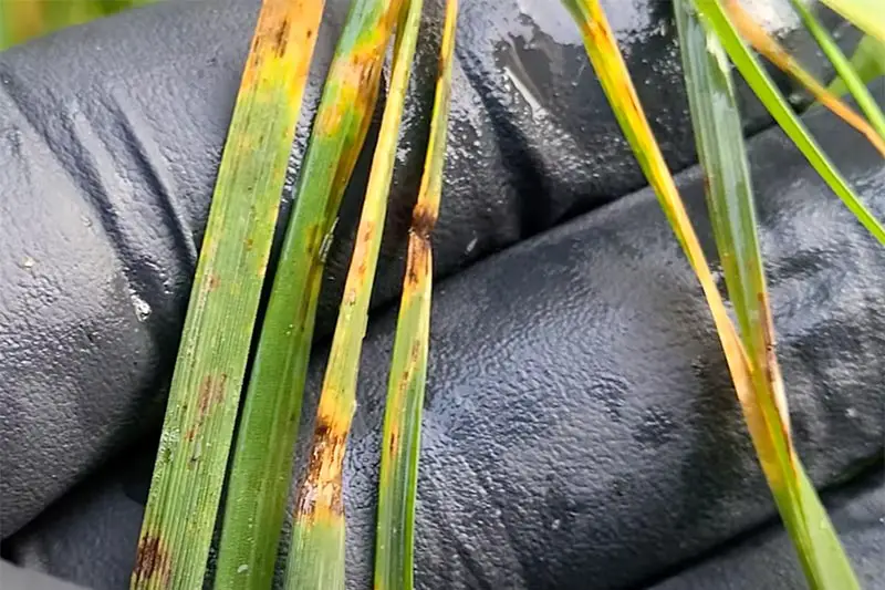 blades of grass partially dead and yellow from leaf spot disease