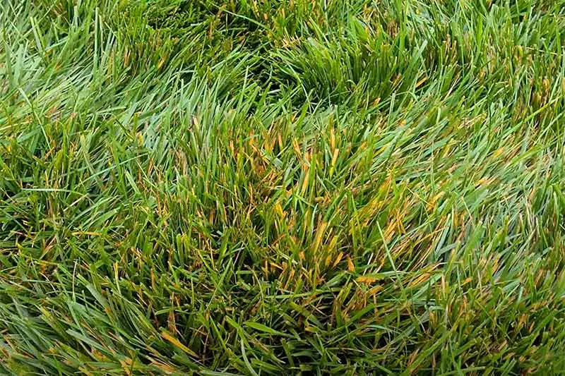 green blades of grass with yellow discoloration caused by leaf spot disease
