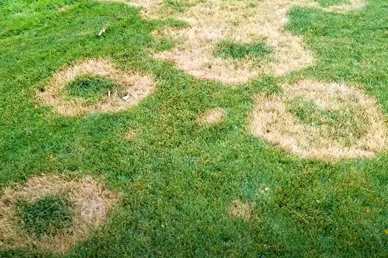 rings of dead yellowed grass on green lawn caused by necrotic ring spot