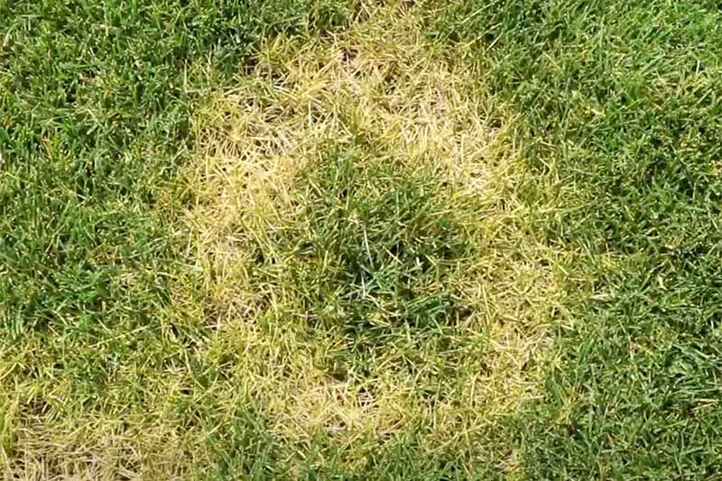 ring of lightened grass on green lawn caused by necrotic ring spot