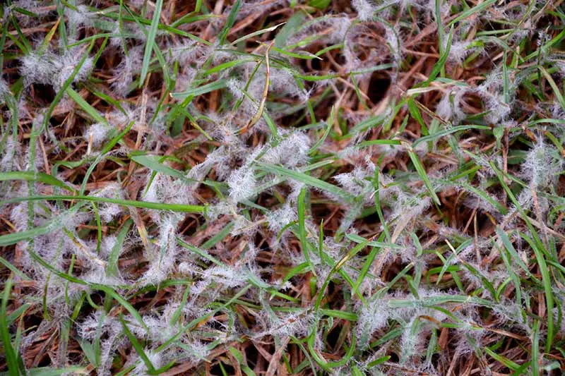 pinkish-white fluffy mold growth on grass blades caused by prink snow mold