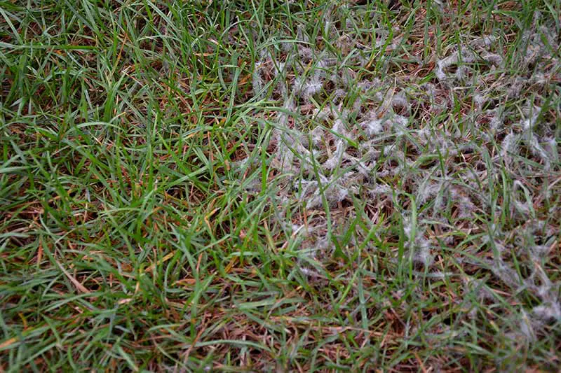 green lawn covered in pinkish-white fluffy mold growth caused by pink snow mold