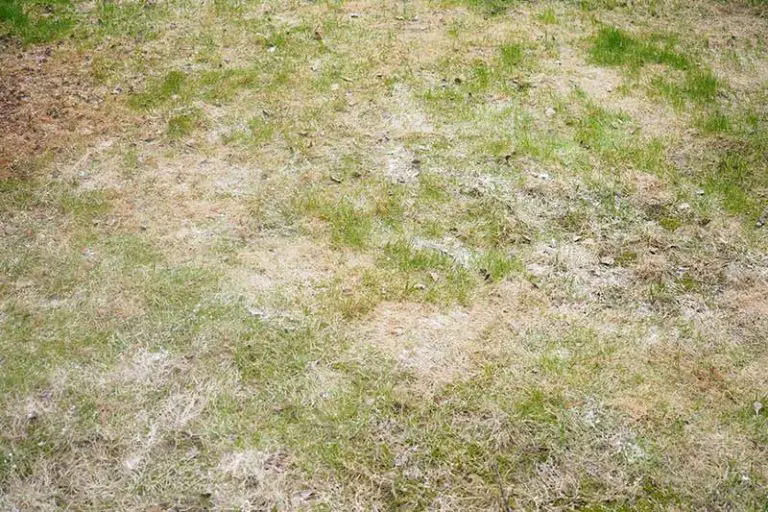 Eliminate Powdery Mildew on Your Lawn Easily