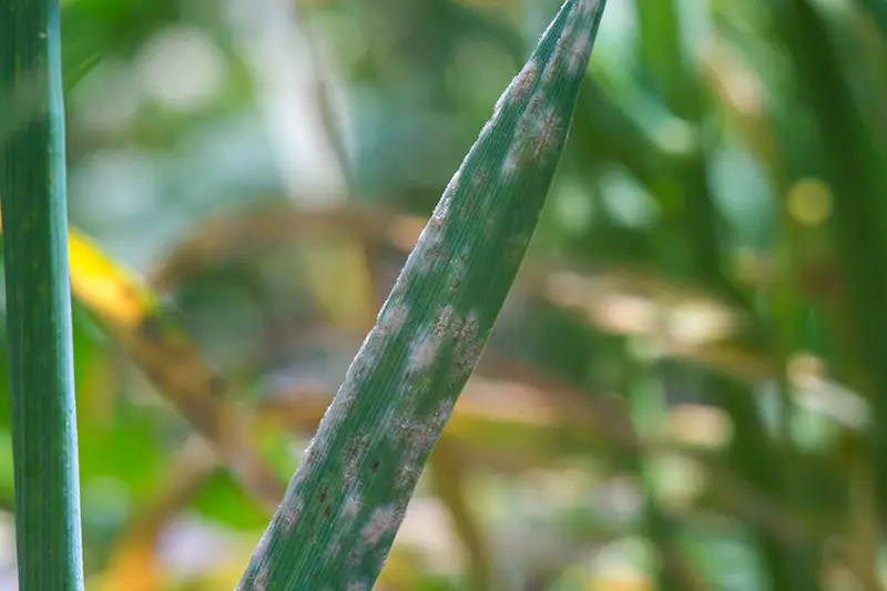 green grass blade covered in powdery white mildew