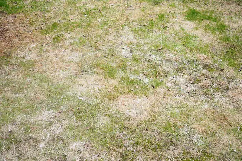 lawn with yellowed grass covered in powdery mildew