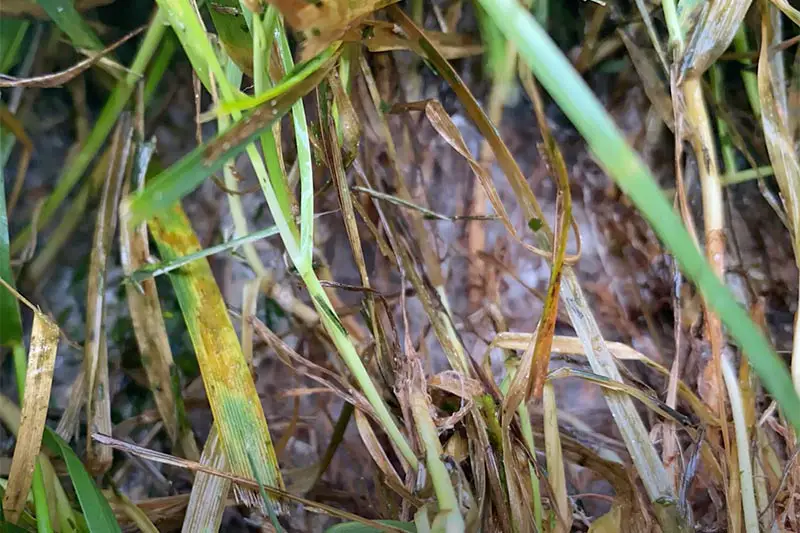 withered yellowed grass blades affected by pythium blight