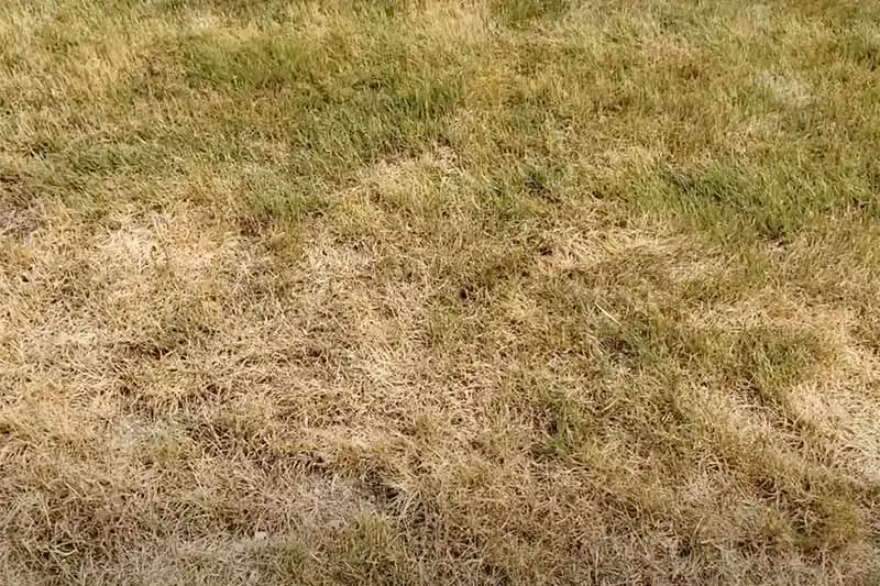 lawn with dry yellowed grass