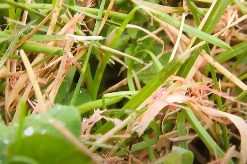 red threads of grass caused by red thread disease among healthy green grass