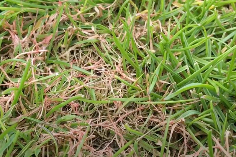 green grass with threads of red grass caused by red thread lawn disease