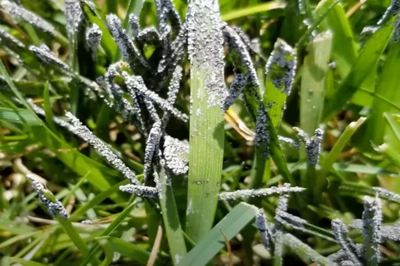 green grass blade with the tip covered in grey mold growth caused by grey slime mold