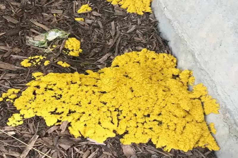 large bloom of bright yellow fungus caused by yellow slime mold