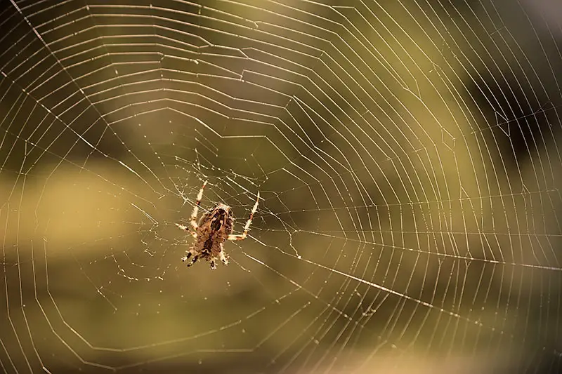 a small brown spider in the middle of an intricate spiderweb