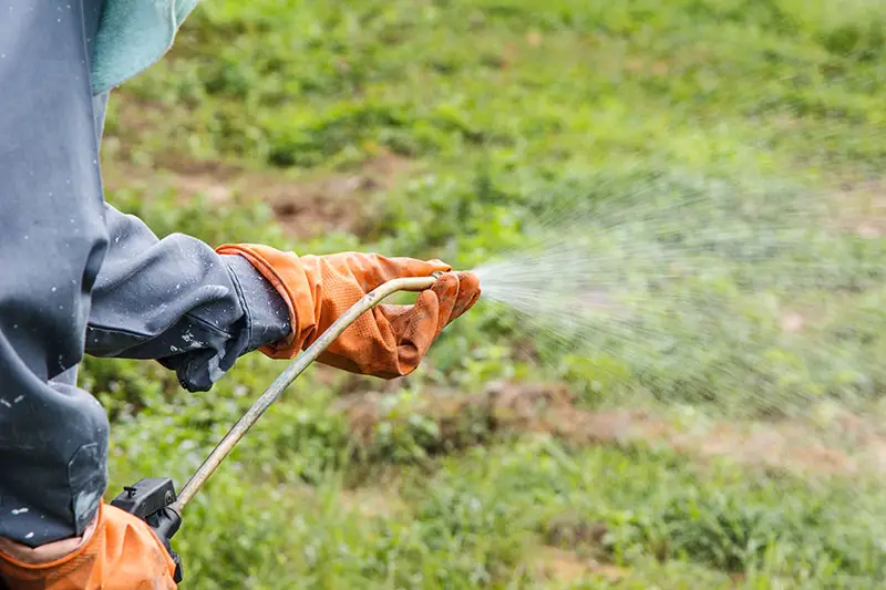 gloved hands holding a sprayer attachment spraying a lawn