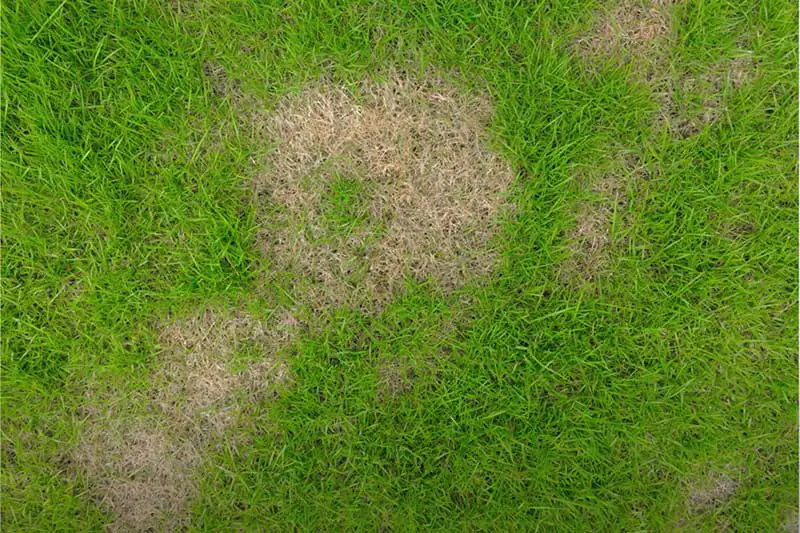 patchy ring of lightened dead grass on green lawn