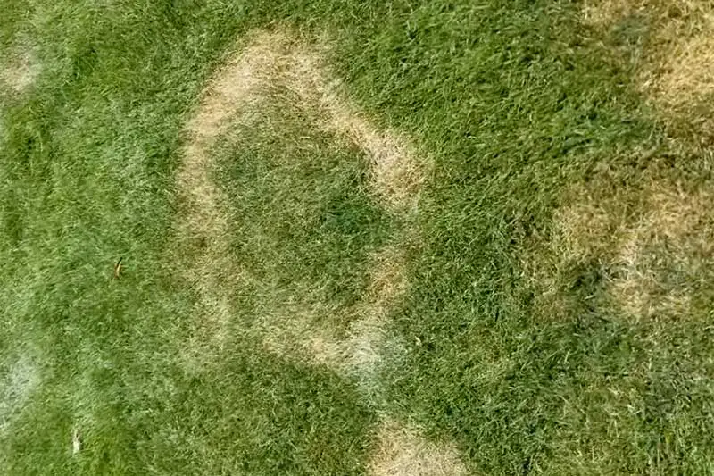 ring of lightened yellow grass on green lawn