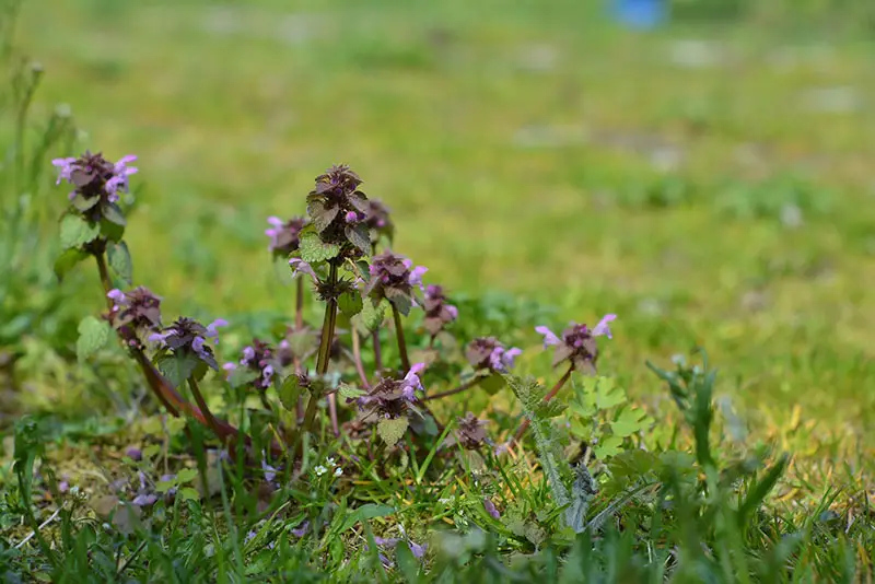 weeds growing on a grassy lawn