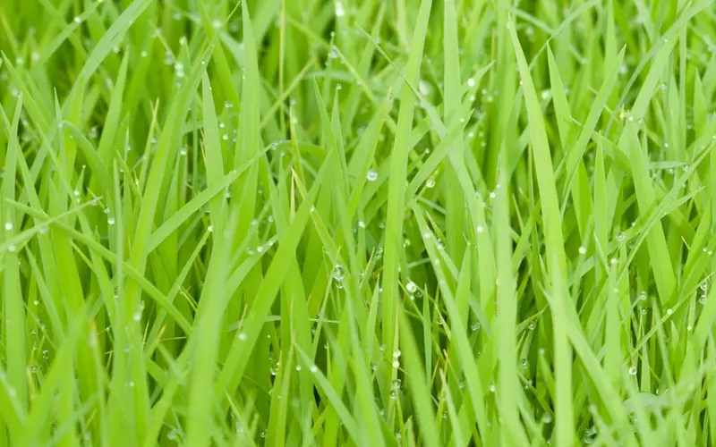 wet grass blades