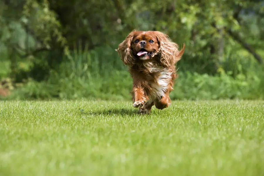 a spaniel running through the grass