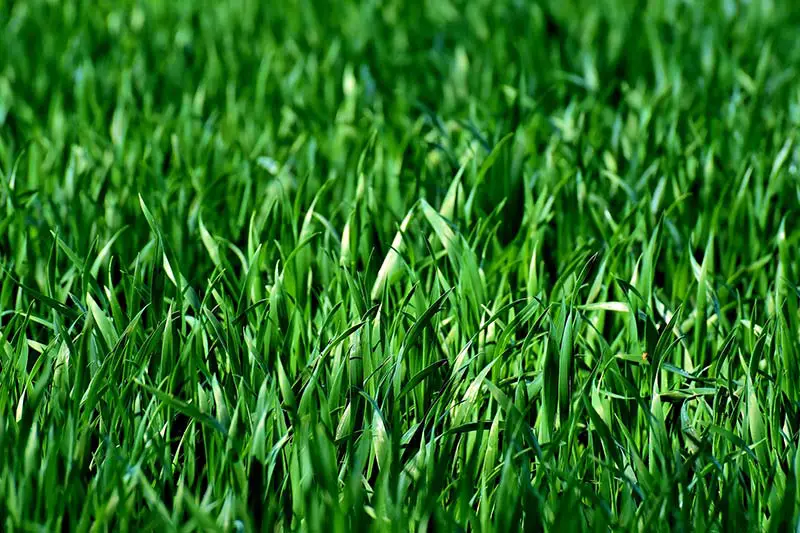 lush green blades of grass close up