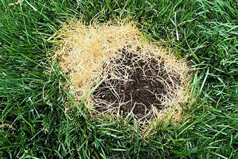 green lawn with a bare patch of soil encircled in a ring of lightened dead grass caused by fertilizer burn