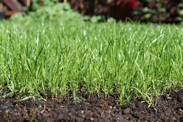 Peat Moss on Lawn