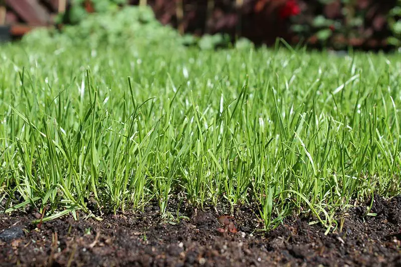 grass plants growing in soil