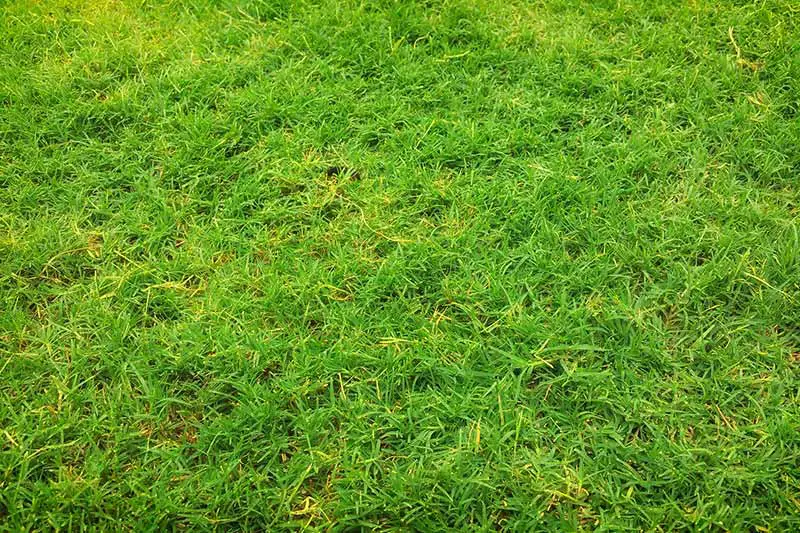 green grass on lawn