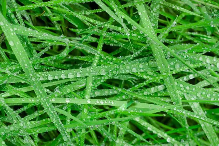 Should You Aerate Lawn Before or After Rain?