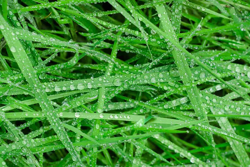 green grass blades with water droplets