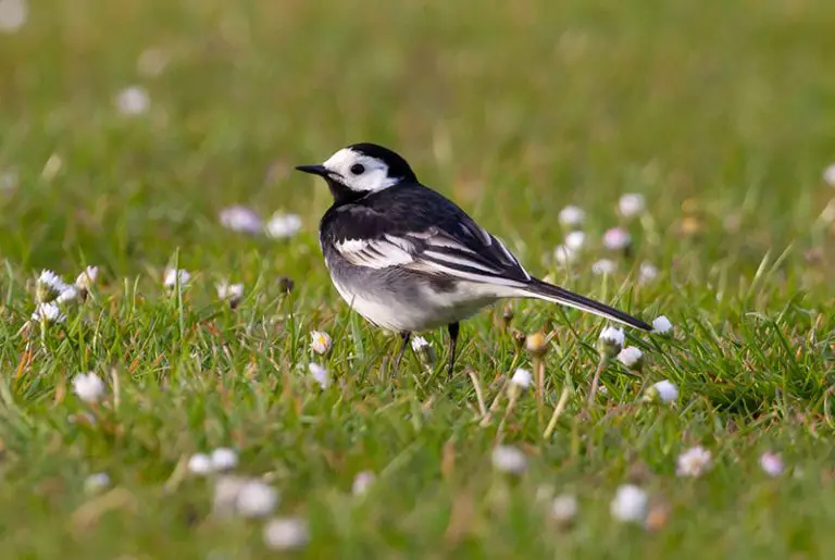 Protect Your Grass Seed: How to Keep Birds Away