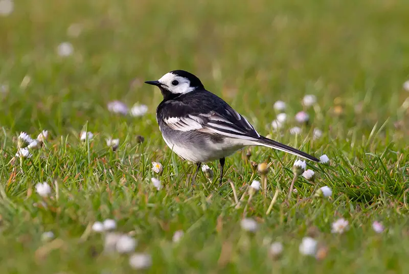 pied wagtail bird sitting on grassy lawn