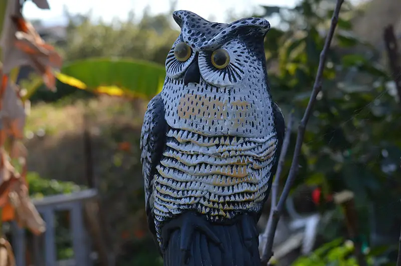 fake decoy owl model in yard