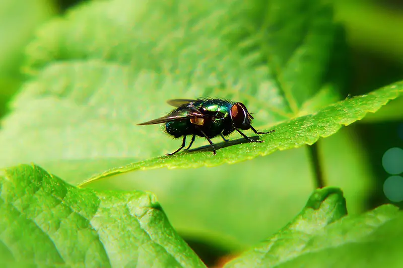 black fly on a leaf