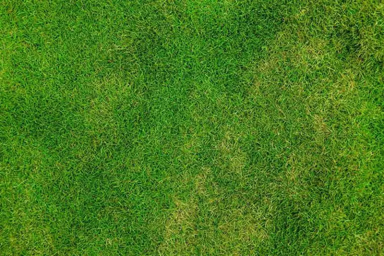Signs of Too Much Nitrogen in Lawn