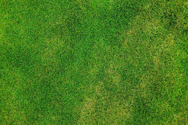 green and yellow grass on lawn
