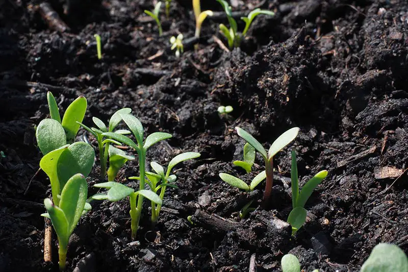 green shoots growing from healthy soil