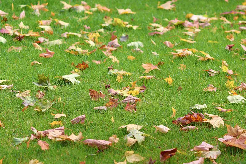 brown leaves on green grassy lawn