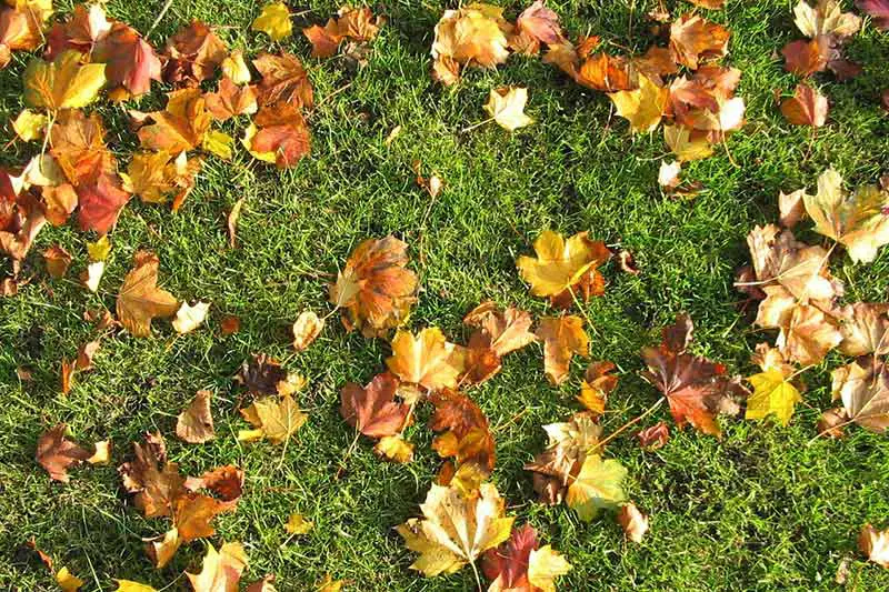brown leaves on a green grassy lawn