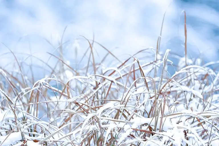 How to Keep Grass Green in Winter