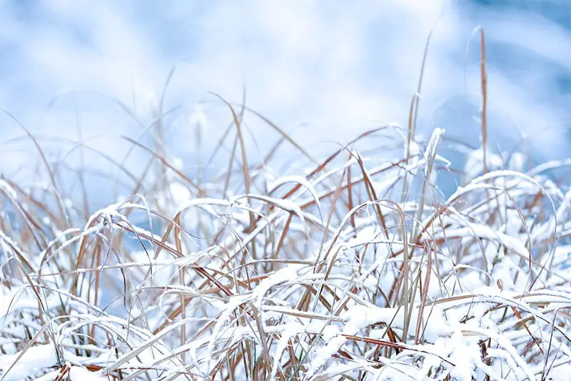 blades of grass covered in snow