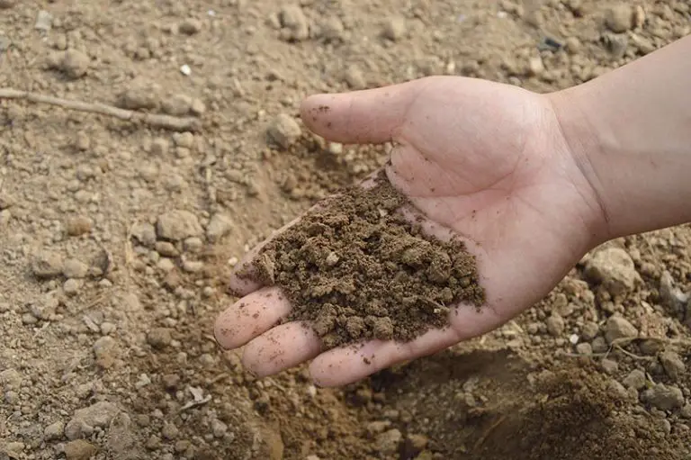 Types of Soil: What Type of Soil Do I Have?