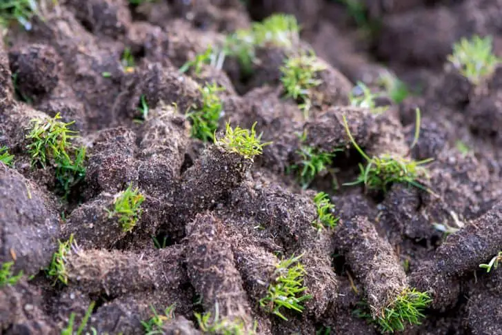 plugs of soil with grassy tops